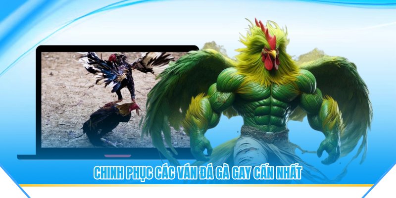 Chinh phục các ván đá gà gay cấn nhất